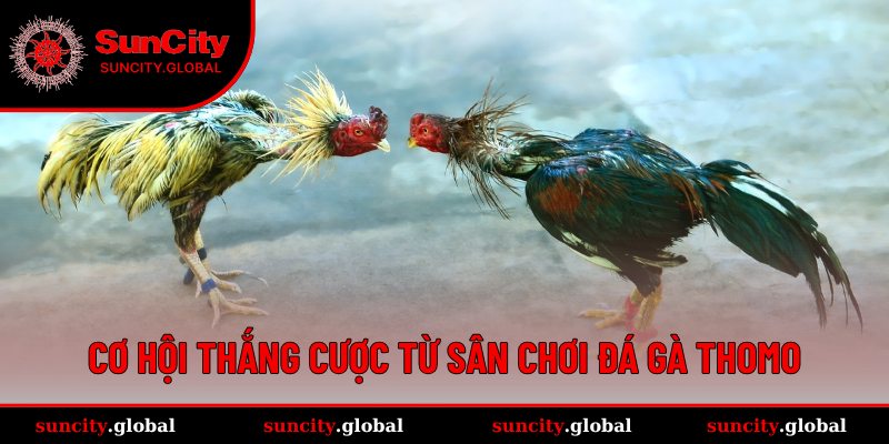 Cách để chơi sảnh Đá gà Thomo hiệu quả