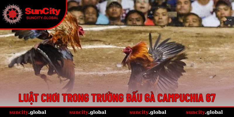 Luật chơi tại trường gà Campuchia 67 vô cùng thú vị 