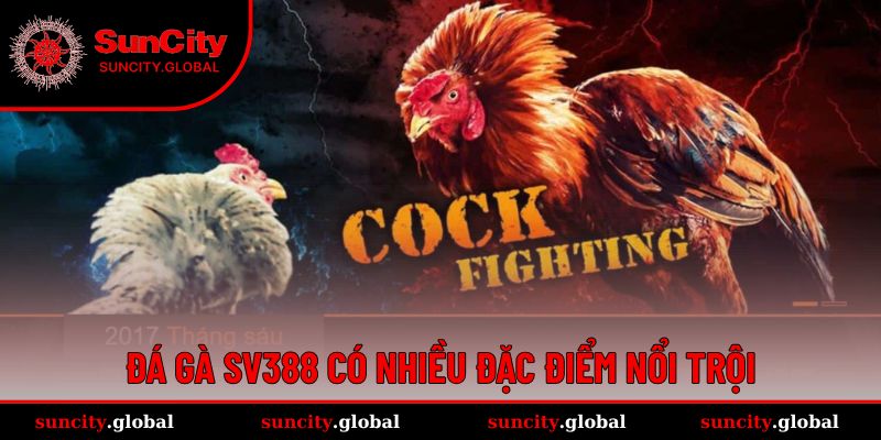 Đá gà SV388 cung cấp nhiều lợi ích nổi bật