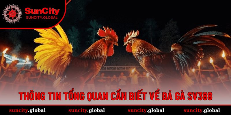 Đá gà SV388 là sảnh chơi nổi tiếng ở nhiều nền tảng