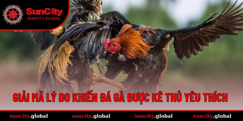 Sức hút khiến sân chơi đấu kê được anh em đam mê lựa chọn