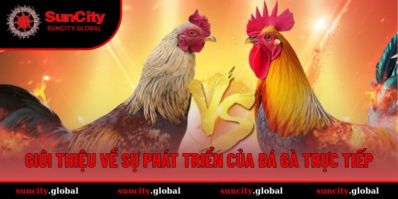 Giới thiệu về hình thức đá gà trực tiếp