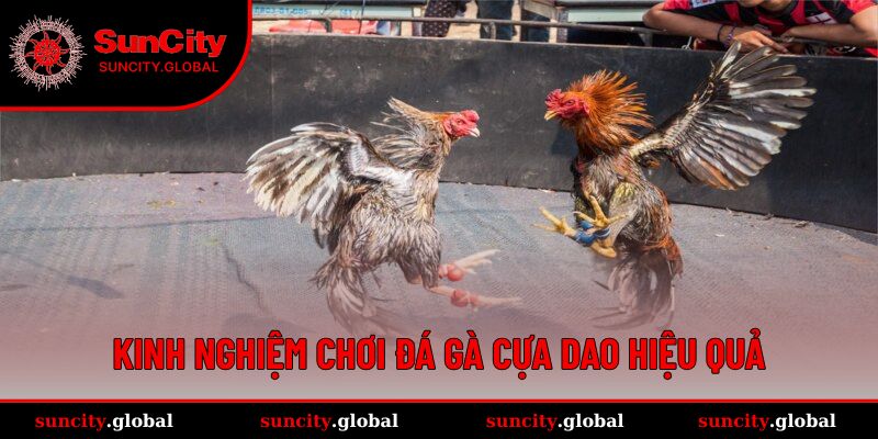 Kinh nghiệm đá gà cựa dao hay ho nhất