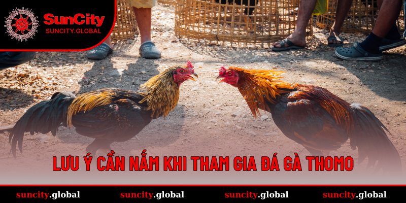 Cần nắm điều gì khi tham gia sảnh Đá gà Thomo tại SUNCITY