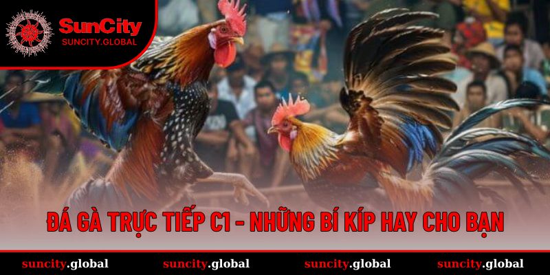 Đá Gà Trực Tiếp C1 - Sân Chơi Kịch Tính Đến Từng Phút Giây 3 Mẹo hay giúp bạn thắng khi chơi tại nhà cái