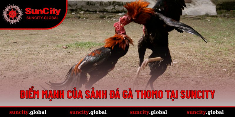 Ưu điểm nổi bật của sảnh đá gà Thomo