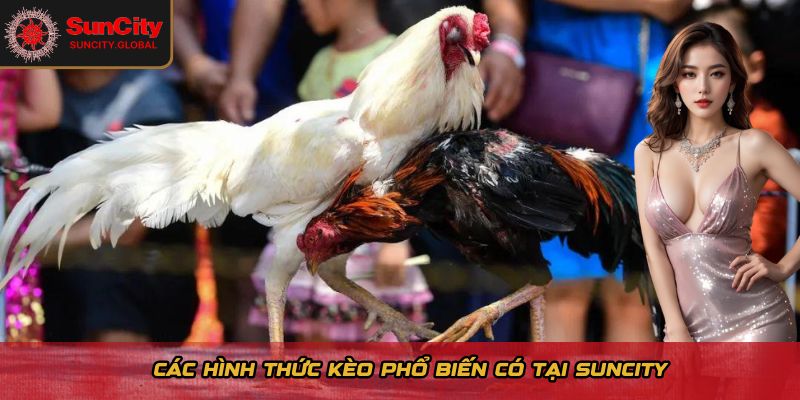 Các hình thức kèo phổ biến có tại Suncity