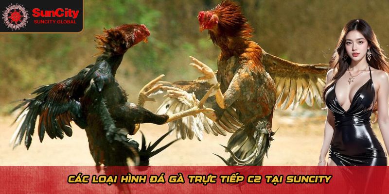 Các loại hình đá gà trực tiếp C2 tại Suncity