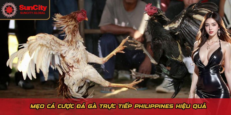 Mẹo cá cược đá gà trực tiếp Philippines hiệu quả