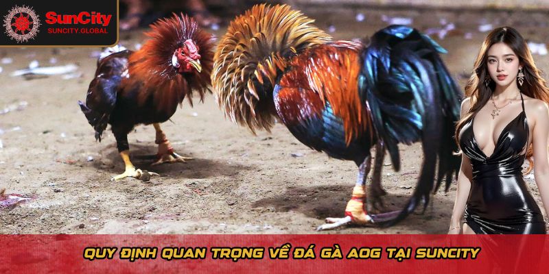 Quy định quan trọng về đá gà AOG tại Suncity