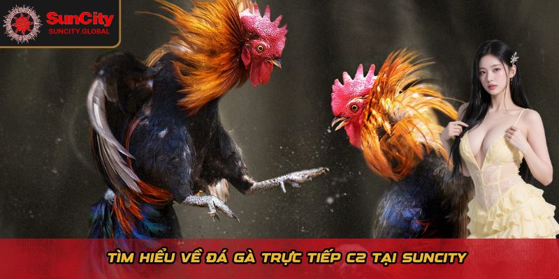 Tìm hiểu về giải đá gà trực tiếp C2 tại Suncity
