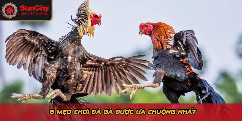 6 mẹo chơi đá gà được ưa chuộng nhất 
