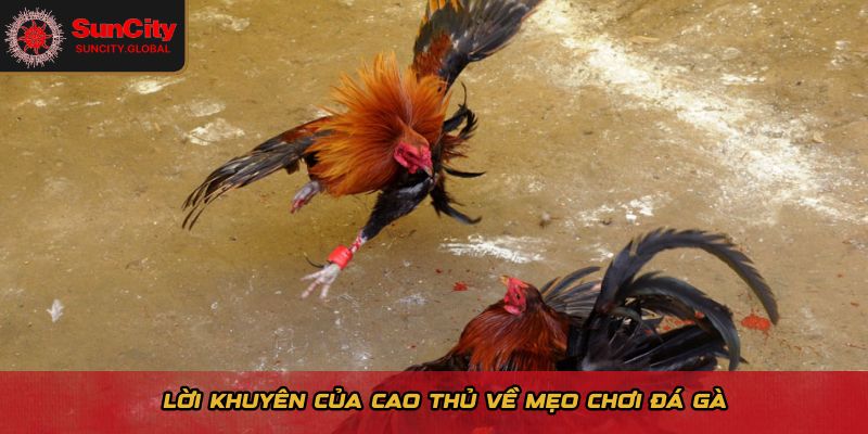 Lời khuyên của cao thủ về mẹo chơi đá gà 