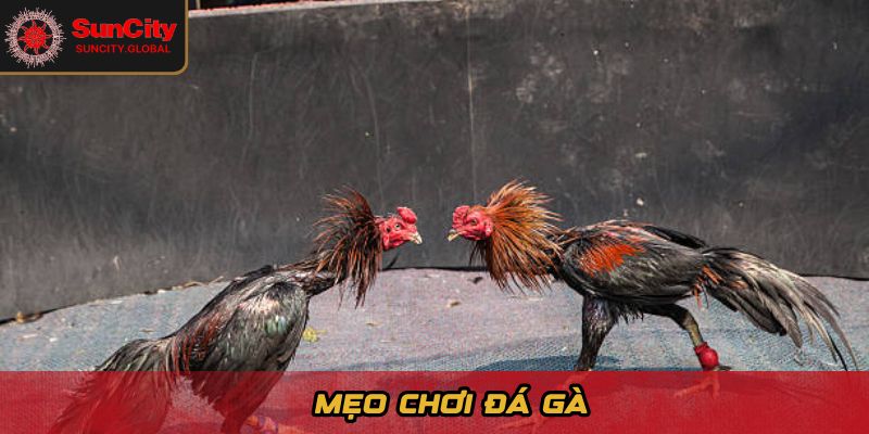 Mẹo chơi đá gà